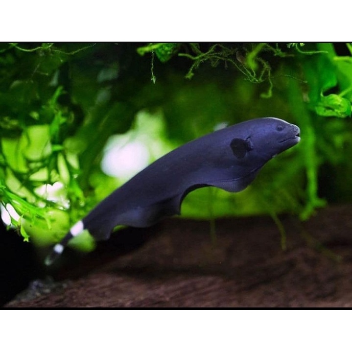 Ikan Hias Black Ghost / Ikan Hias Aquarium / Ikan Hias Aquascape