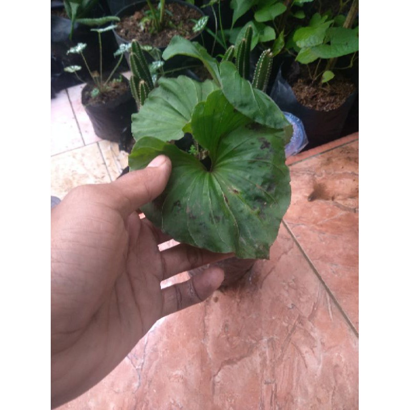 tanaman hias nervilia