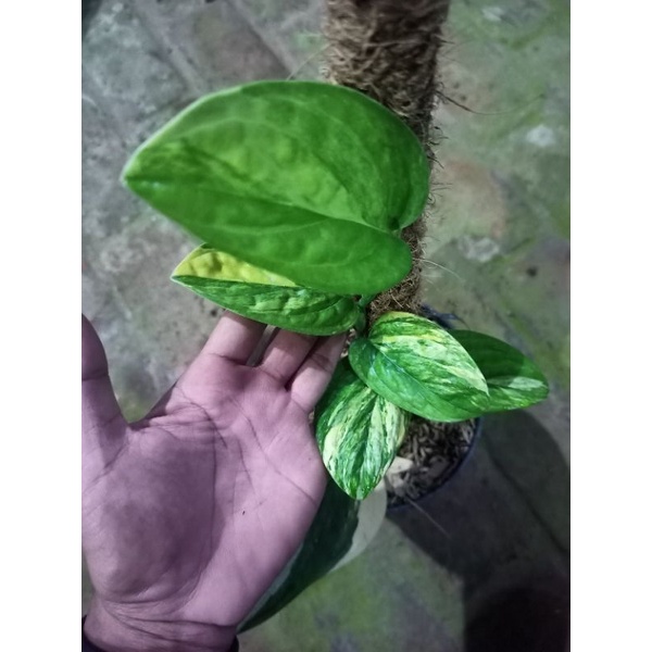 Jual Tanaman Hias Monstera Karstenianum Var Tanaman Hias Philodendron