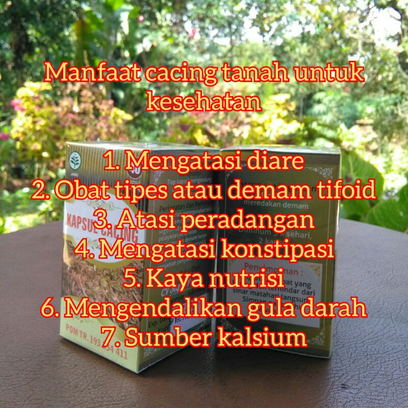 herbal KAPSUL CACING membantu meredakan demam & gejala tipes/tifus/demam tifoid  isi 40 kapsul