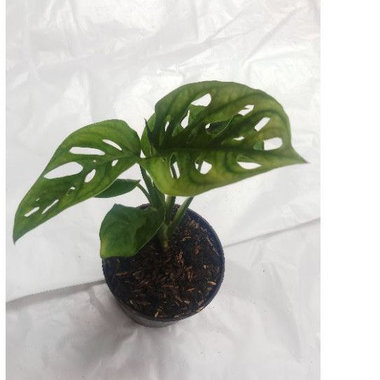 Monstera Acuminata Tanaman Hias - Janda Bolong Acuminta