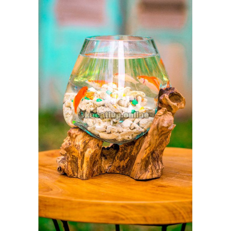 aquarium ikan cupang halfmoon hias murah size XL kaca tiup akar gamal dapat digunakan untuk sukulen