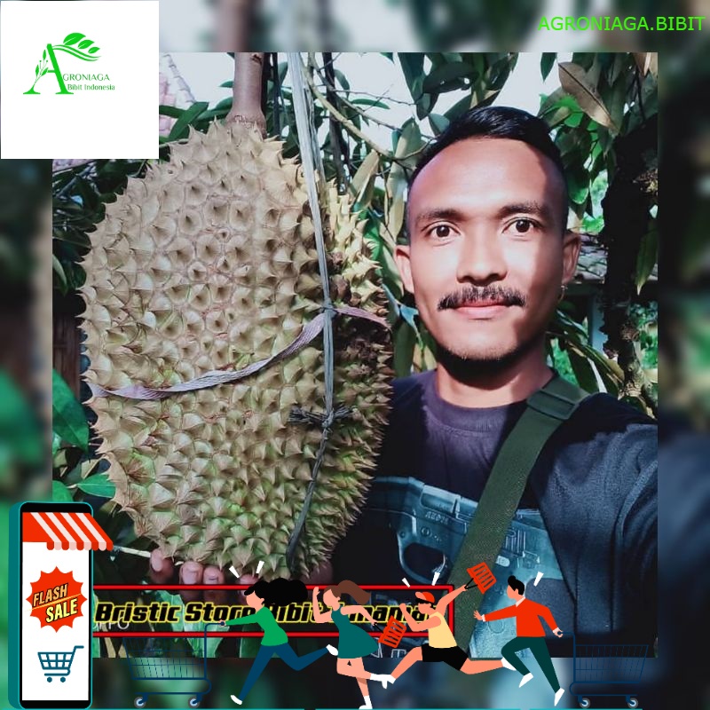 Bibit Durian Montong Thailand Okulasi Kondisi Siap Berbuah Cepat