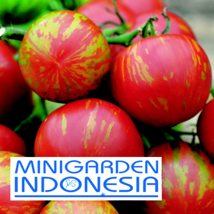 BENIH TOMAT MERAH TIGERELLA 2 BIJI bibit sayur buah tomat merah import f1 Mr Fothergills