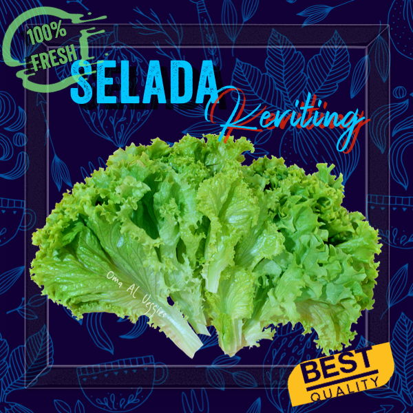 

DAUN SELADA KERITING / CURLY LETTUCE Per 250 gram SAYURAN SEGAR