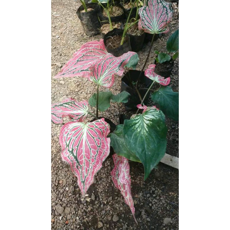 tananan hias/ bunga hias caladium/ keladi wayang