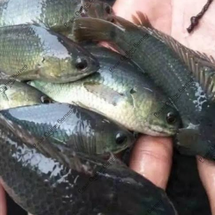

Ikan Papuyu Betok 500 Gram Fresh