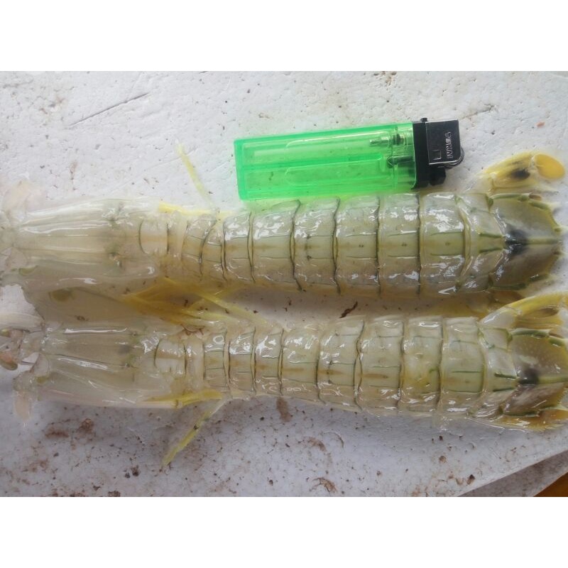 

udang mantis segar