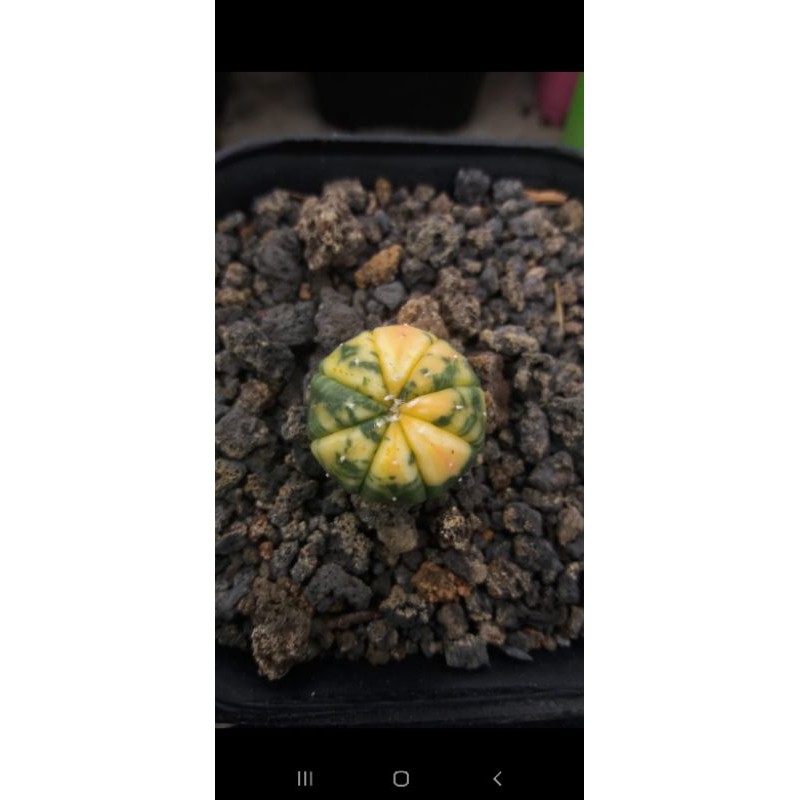 Astrophytum asterias variegata