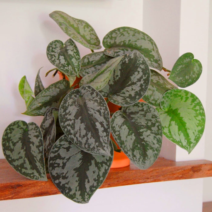 Tanaman hias scindapsus exotica