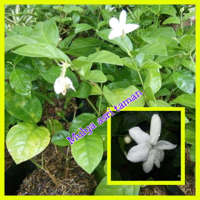 Tanaman hias melati jawa/tanaman bunga melati harum/pohon melati jawa/pohon bunga melati