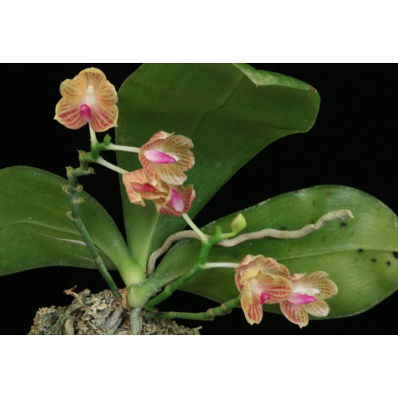 Phalaenopsis Javanica
