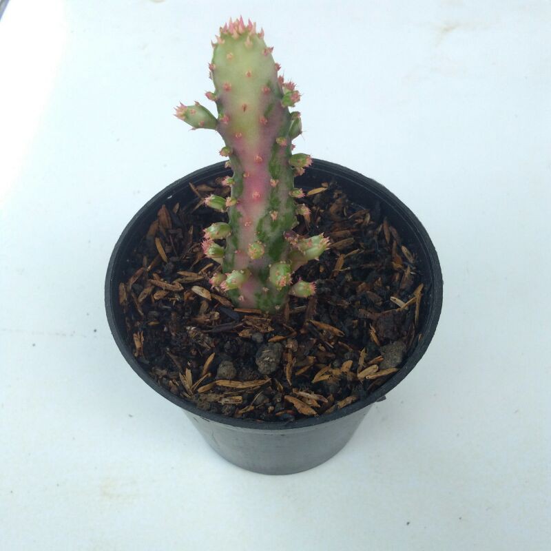Kaktus Opuntia Monacantha Variegata dengan pot 8 MURAH