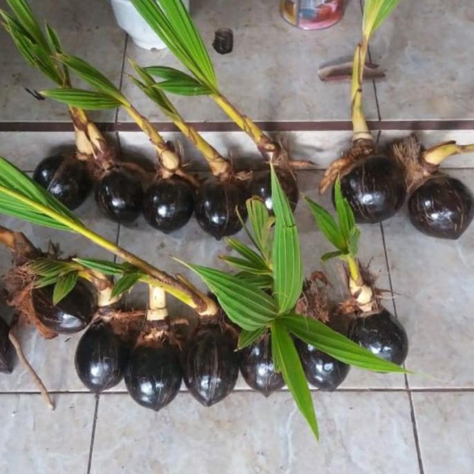 VIRRALL banget Terlaris Bonsai kelapa bibit bonsai kelapa bonsai kelapa minion Termurah MASEEEeee