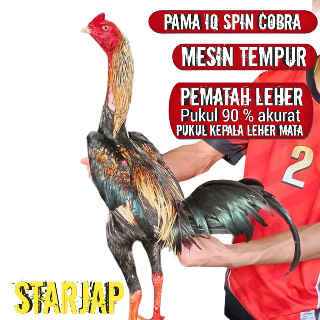 ayam bangkok asli pama super thailand pematah leher telur fertil siap kirim