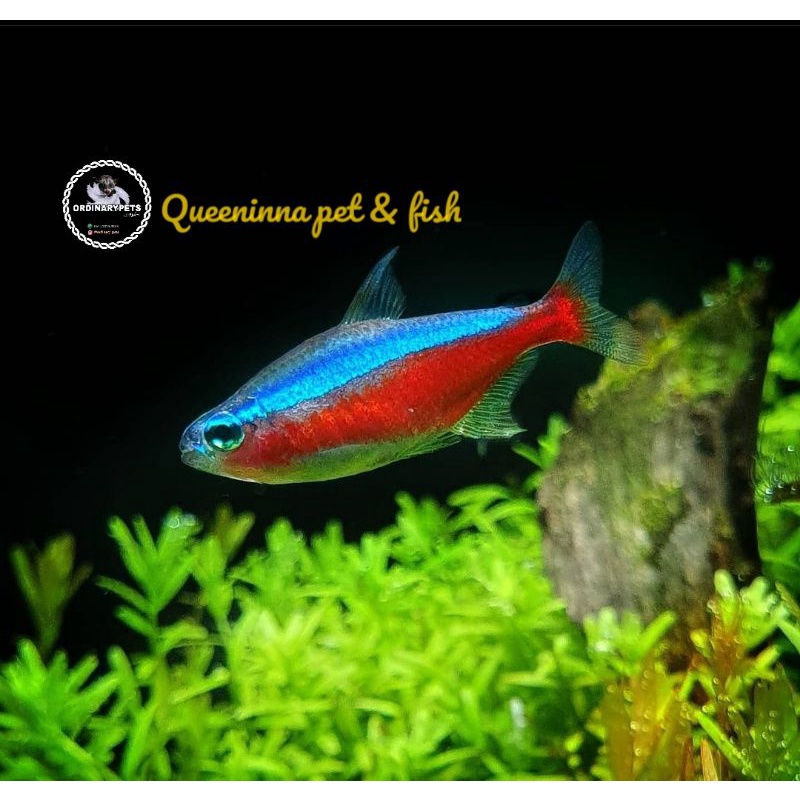 Ikan Hias Neon Tetra / Cardinal Tetra Fish