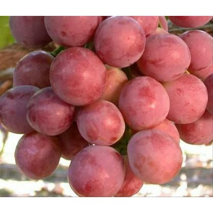 BIBIT TANAMAN BUAH ANGGUR MERAH JUMBO