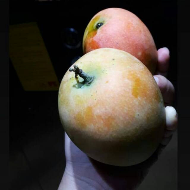 

Mangga Gincu