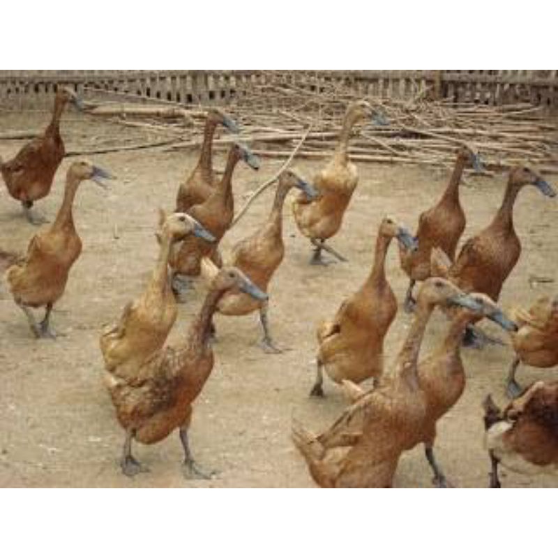 Bebek kampung / bebek coklat / bebek madura / bebek hidup & potong