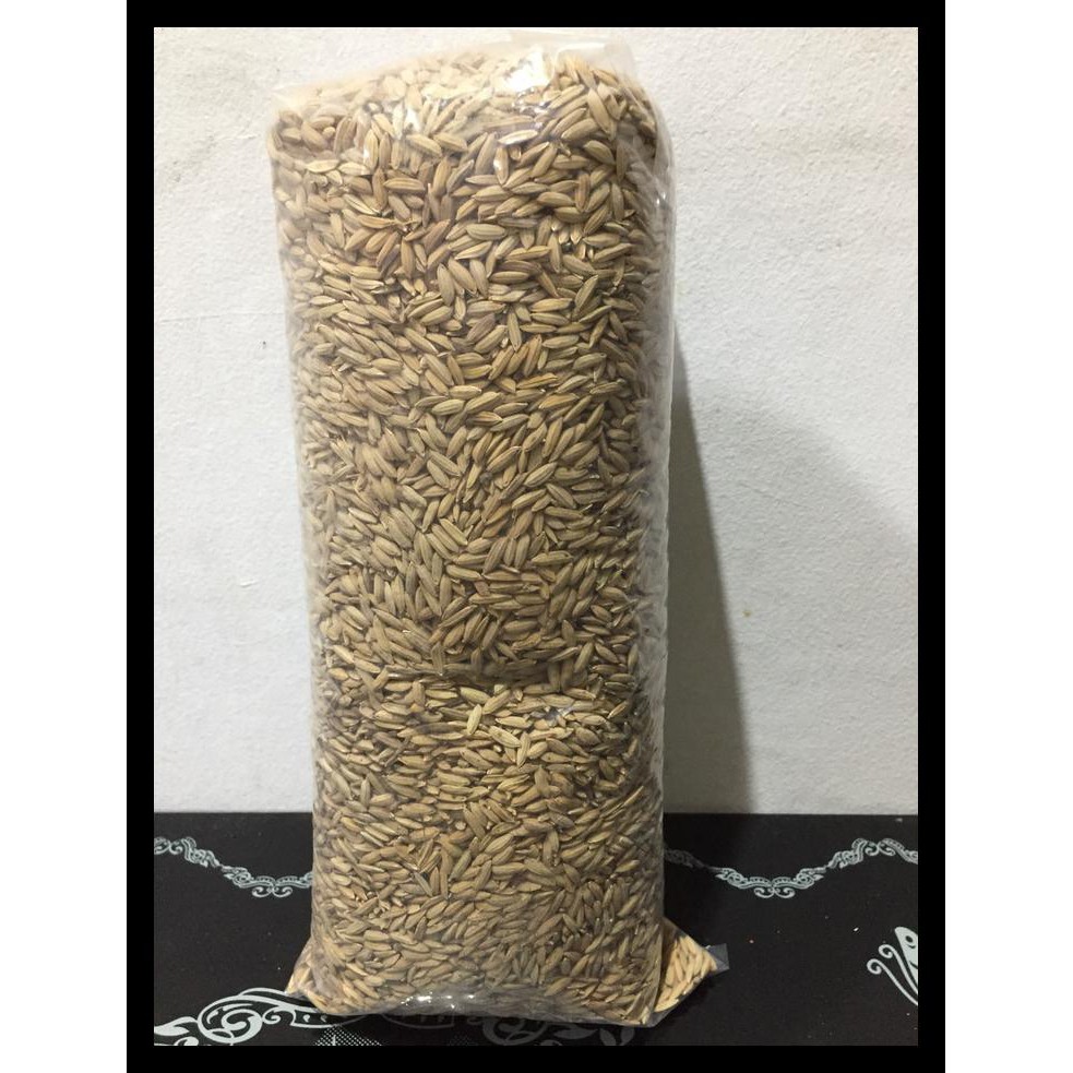 GABAH MERAH - GABAH ISI MERAH - PAKAN AYAM - MAKANAN AYAM KODE 47