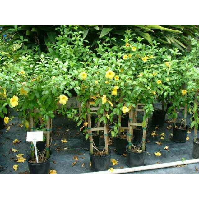 tanaman rambat alamanda / tanaman rambat