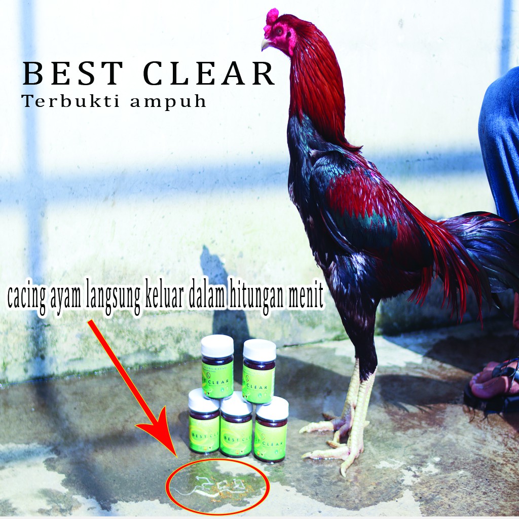 OBAT CACING BASAH AYAM LAGA BEST CLEAR