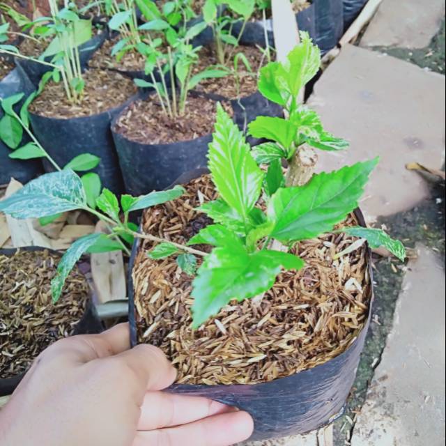 Bibit bunga sepatu variegata