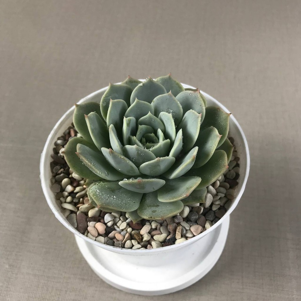 Tanaman Hias Hidup Echeveria Lola (full pot 10 cm) (Free pot Tawon + Batu Warna+ Tatakan pot)