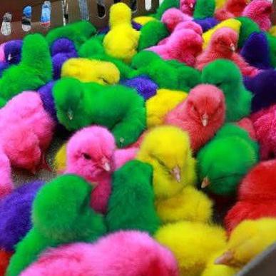 New01 Doc Ayam Warna Warni Ayam Pelangi Ayam Warna Warni Animal Friend Shopee Indonesia