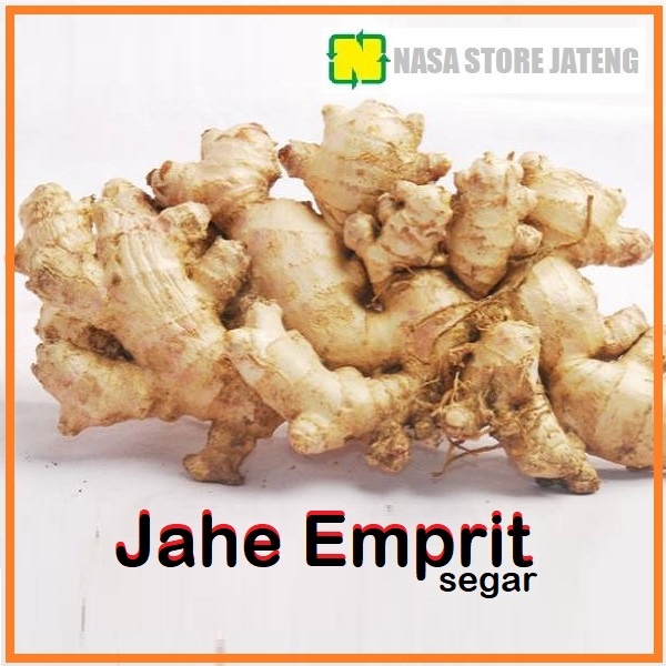 Jual JAHE EMPRIT SEGAR 250 GRAM TUA FRESH PANEN Indonesia