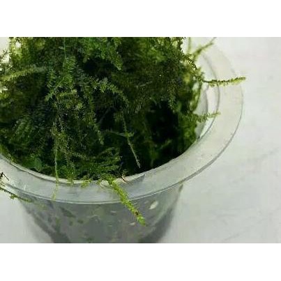 moss mini Christmas bahan untuk aquascape aquarium