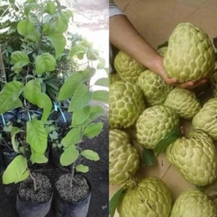 Bibit Tanaman Buah Srikaya Jumbo Madu %%##%%