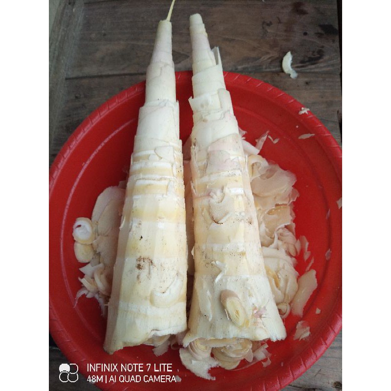 

termurah rebung segar pres 1kg