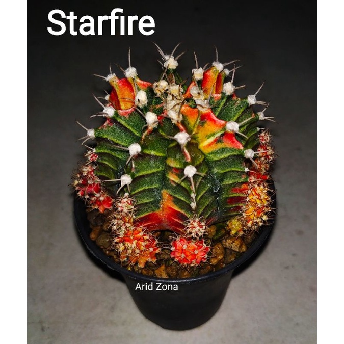 Starfire || Gymno Starfire || Gymnocalycium mihanovichii 'Starfire'
