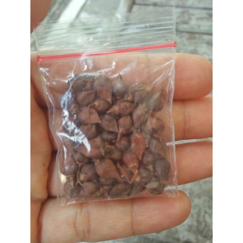 BENIH AIR MATA PENGANTIN (AMP)