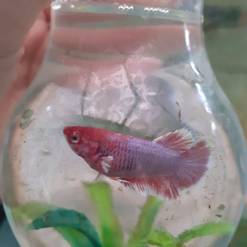 Cupang betina indukan big ear full telur