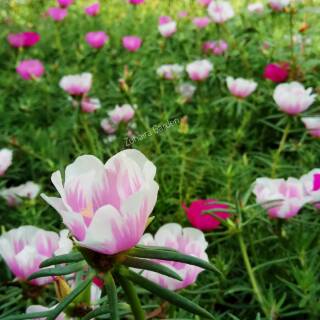 Krokot Mossrose Portulaca Bunga pukul 9 jenis Giant Krokot Mossrose Portulaca Bunga pukul 9 jenis Giant
