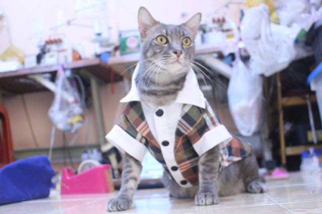 Tuxedo tanpa dasi motif kotak-kotak coklat lucu untuk kucing &amp; anjing / baju kucing murah size S-XL