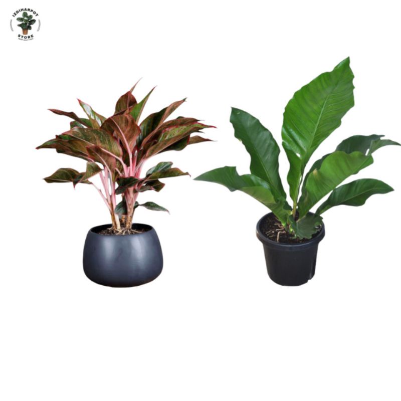 MEDIA TANAM ORGANIK KHUSUS ANTHURIUM AGLAONEMA SIAP PAKAI - AGLAONEMA ANTHURIUM