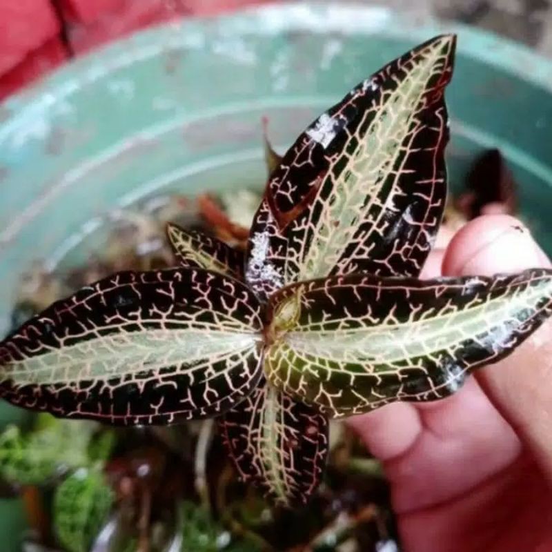 Anggrek mini jewel Orchid godyera snakes - Anggrek mutiara daun lancip