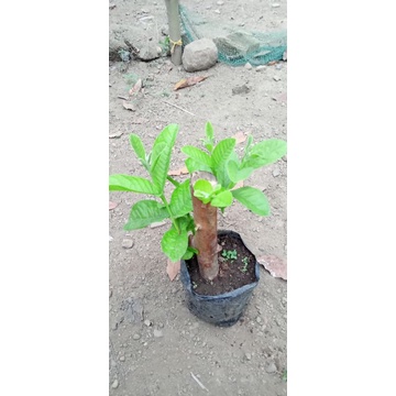 bibit batang besar jambu kristal merah jumbo