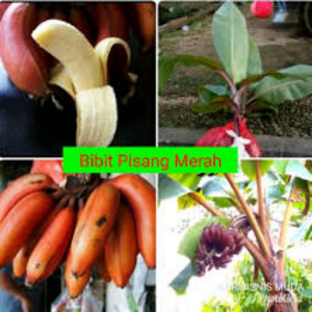 Bibit pohon pisang merah
