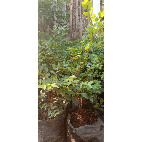 bibit anggur pohon atau Brazil