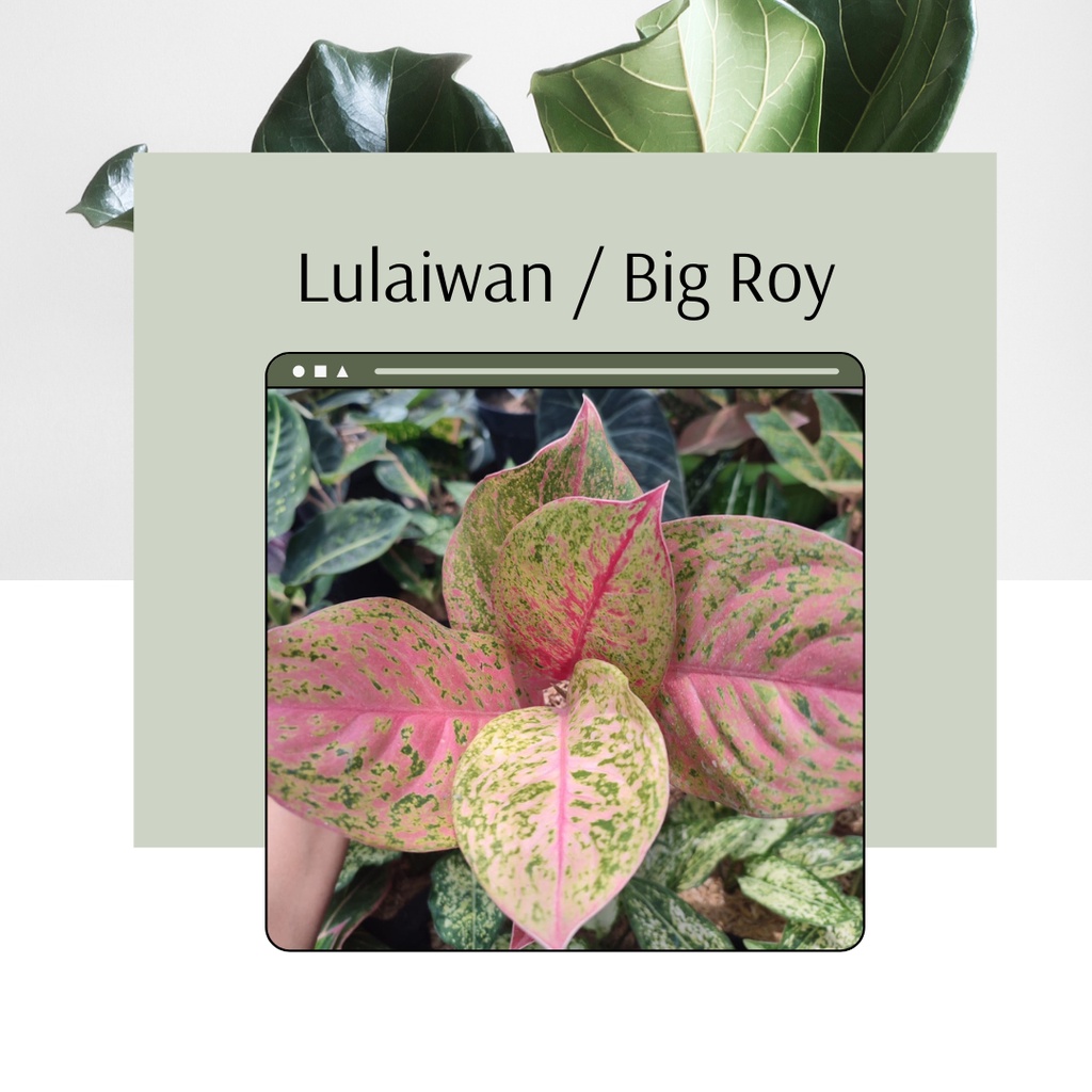 TANAMAN HIAS LULAIWAN BIG ROY BUNGA HIAS AGLONEMA LULAIWAN AGLONEMA BIG ROY AGLONEMA LULAIWAN BIG RO