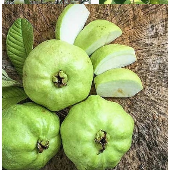 Jambu Kristal Sudah Berbuah / Bibit jambu Kristal tanpa Biji Sudah Berbuah