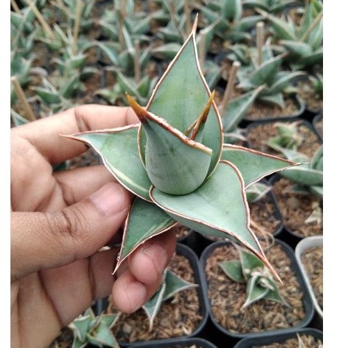 kaktus sukulen// sansevieria pinguicula varigata scritt