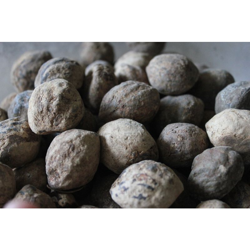 PER KG KEMIRI CANGKANG/BATOK/KULIT NATURAL UTUH MURAH