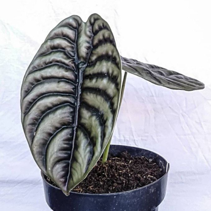 Keladi Tengkorak Hitam / Alocasia Cuprea