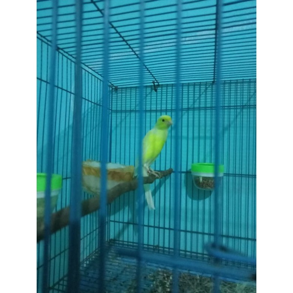 Kenari SF betina ring Foi 18