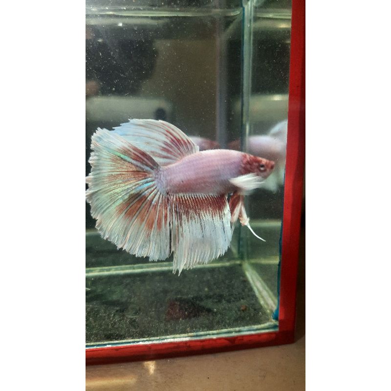 ikan cupang hm